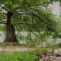Volunteer Opportunities for Trail Maintenance in Austin, Texas