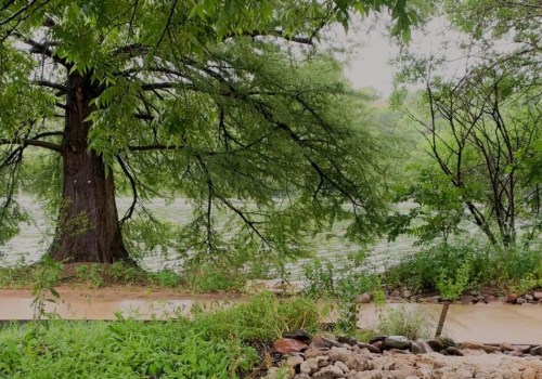 Volunteer Opportunities for Trail Maintenance in Austin, Texas